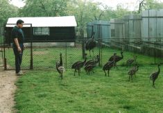 Koníčky - chov emu hnedého