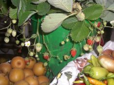 Plody drienovských záhrad 2012